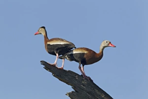 Images Dated 18th April 2012: Picture No. 10892326