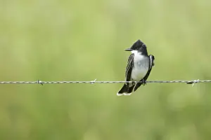 Kingbird Prints: Picture No. 10892334