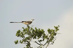 Flycatcher Prints: Picture No. 10892336
