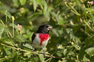 Images Dated 18th April 2012: Picture No. 10892342