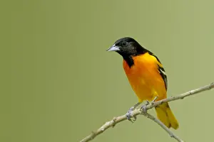 Baltimore Prints: Picture No. 10892349