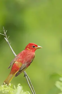 Tanager Prints: Picture No. 10892366