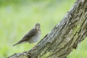 Thrush Prints: Picture No. 10892367