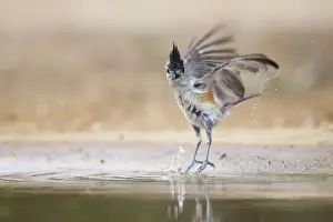 Titmouse Prints: Picture No. 10892373