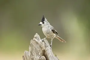 Titmouse Prints: Picture No. 10892374