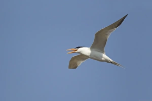 Images Dated 28th April 2012: Picture No. 10892387