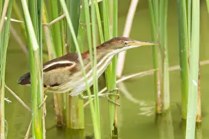 Reeds Prints: Picture No. 10892393