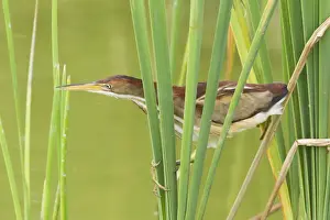Reeds Prints: Picture No. 10892395