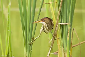 Reeds Prints: Picture No. 10892396