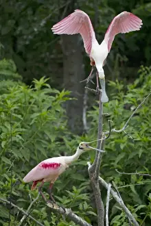 Spoonbill Prints: Picture No. 10892421