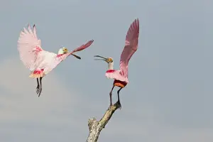 Spoonbill Prints: Picture No. 10892422