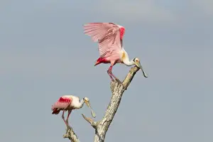 Spoonbill Prints: Picture No. 10892423