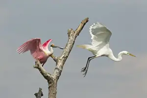 Spoonbill Prints: Picture No. 10892424