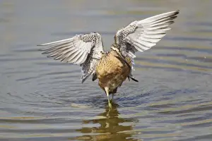 Dowitcher Prints: Picture No. 10892438