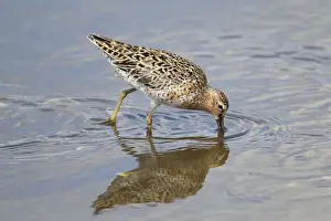 Dowitcher Prints: Picture No. 10892439