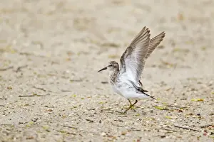 Sandpiper Prints: Picture No. 10892442