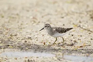 Sandpiper Prints: Picture No. 10892443