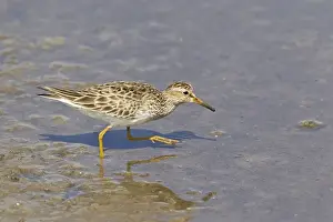 Sandpiper Prints: Picture No. 10892444