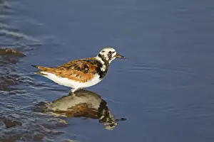 Arenaria Prints: Picture No. 10892449