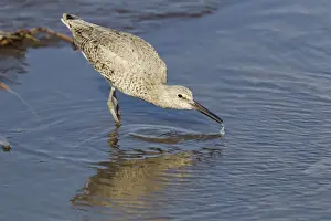 Willet Prints: Picture No. 10892450