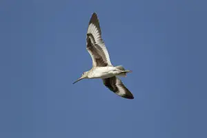 Willet Prints: Picture No. 10892451