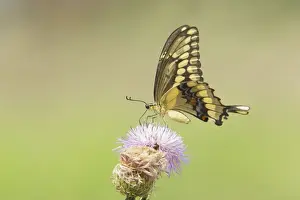 Swallowtail Prints: Picture No. 10892459