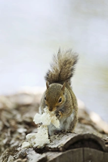 Images Dated 18th April 2012: Picture No. 10892465