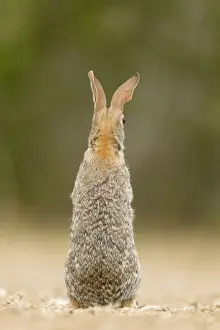 Cottontail Prints: Picture No. 10892469