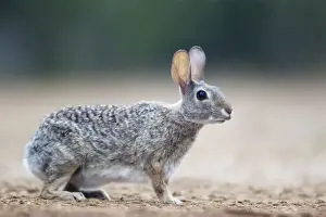 Cottontail Prints: Picture No. 10892470