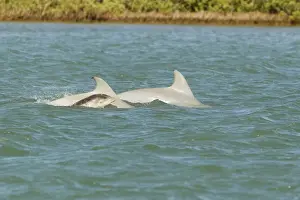 Tursiops Prints: Picture No. 10892473