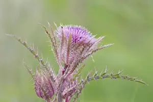 Thistle Prints: Picture No. 10892474
