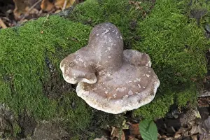 Polypore Prints: Picture No. 10892480