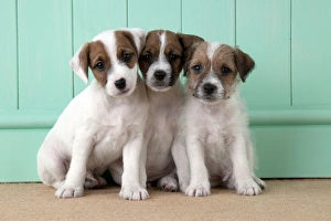 Images Dated 30th July 2012: Picture No. 10892571