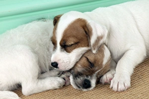 Images Dated 30th July 2012: Picture No. 10892579