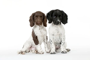 Images Dated 6th August 2012: Picture No. 10892593