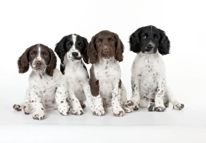 Images Dated 6th August 2012: Picture No. 10892596