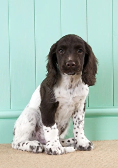 Images Dated 6th August 2012: Picture No. 10892597