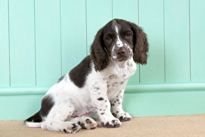 Images Dated 6th August 2012: Picture No. 10892599