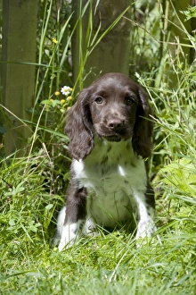 Images Dated 6th August 2012: Picture No. 10892601
