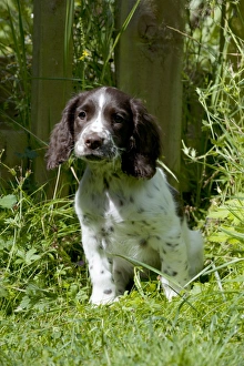 Images Dated 6th August 2012: Picture No. 10892602