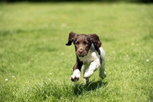 Images Dated 6th August 2012: Picture No. 10892603