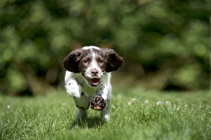 Images Dated 6th August 2012: Picture No. 10892604