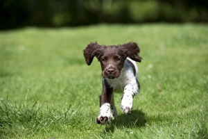 Images Dated 6th August 2012: Picture No. 10892605