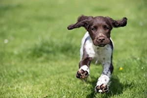 Images Dated 6th August 2012: Picture No. 10892606