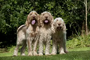 Spinones Prints: Picture No. 10892695