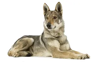 Wolfdog Prints: Picture No. 10892711