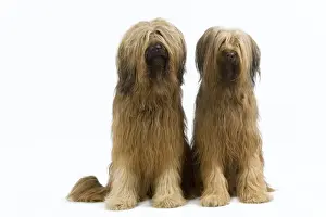 Briard Prints: Picture No. 10892743