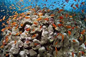 Anthias Prints: Picture No. 10892767