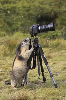 Tripod Prints: Picture No. 10892865