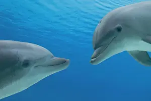 Tursiops Prints: Picture No. 10892867